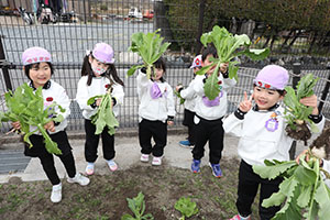 育てたカブを収穫しました　すみれ