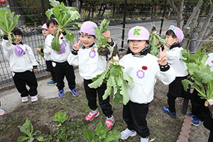 育てたカブを収穫しました　すみれ