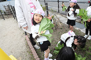 育てたカブを収穫しました　すみれ