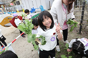 育てたカブを収穫しました　すみれ