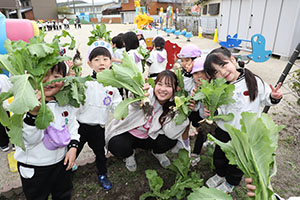 育てたカブを収穫しました　すみれ