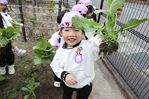 育てたカブを収穫しました　すみれ