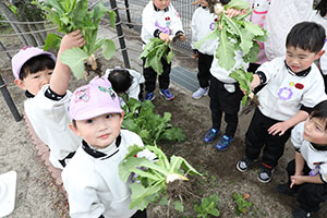 育てたカブを収穫しました　すみれ