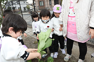 育てたカブを収穫しました　すみれ