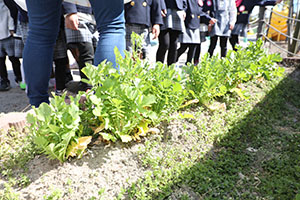 育てた大根を収穫しました✨　ばら