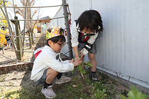 育てた大根を収穫しました✨　ばら