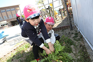 育てた大根を収穫しました✨　ばら