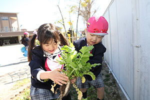 育てた大根を収穫しました✨　ばら