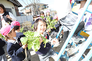 育てた大根を収穫しました✨　ばら