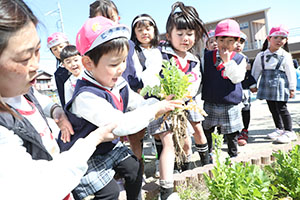 育てた大根を収穫しました✨　ばら