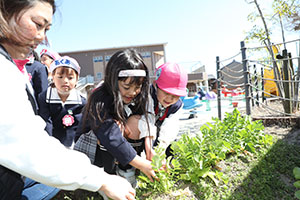 育てた大根を収穫しました✨　ばら