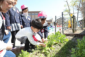 育てた大根を収穫しました✨　ばら