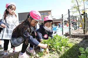 育てた大根を収穫しました✨　ばら