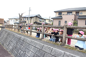 お散歩楽しかったね　ひよこ