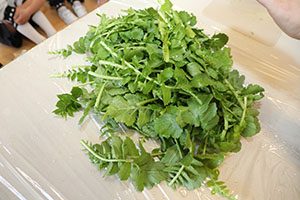 収穫した大根いただきます！　ばら